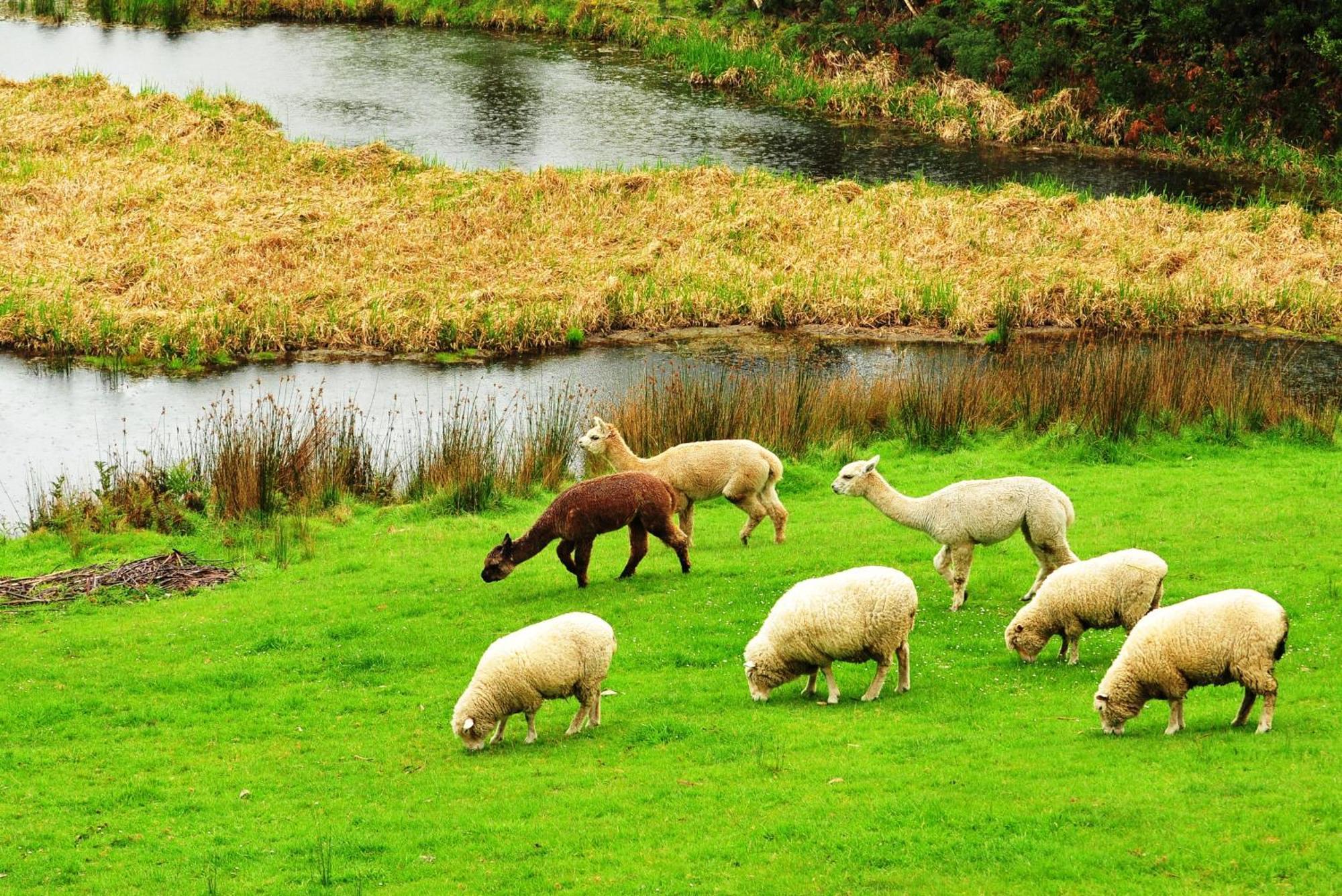 Johanna River Farm & Cottages Room photo
